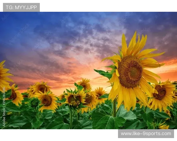 太阳多点开花——点亮生活的无限可能